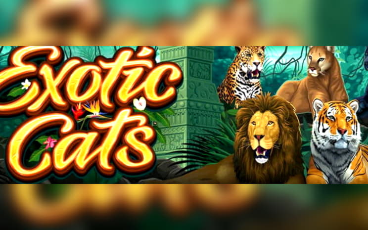 €3290 No Deposit at Joy Casino