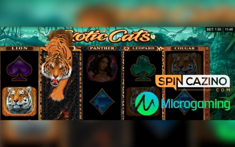 80 free spins no deposit at Joy Casino