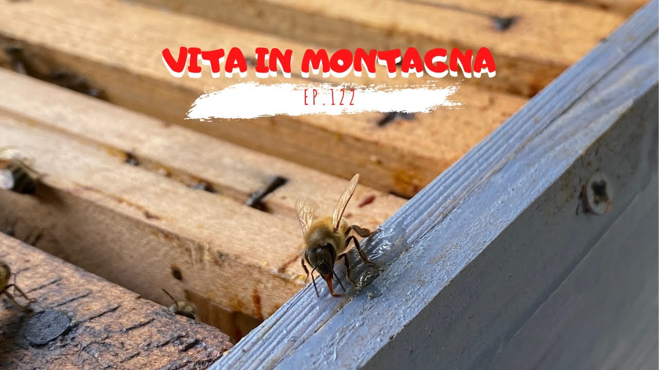 Vita in Montagna - Ep. 122 - quante cosa da imparare sulle api!