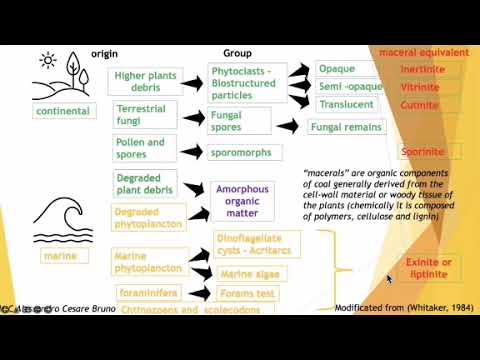 Introduction to Palynology and its Applications in Petroleum Exploration, by Mr. Alessandro ( L 2)