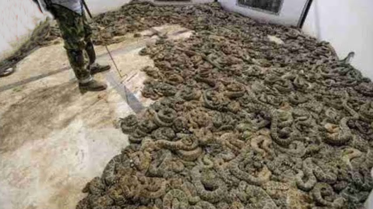Uomo trova 45 serpenti a sonagli velenosi sotto casa sua!