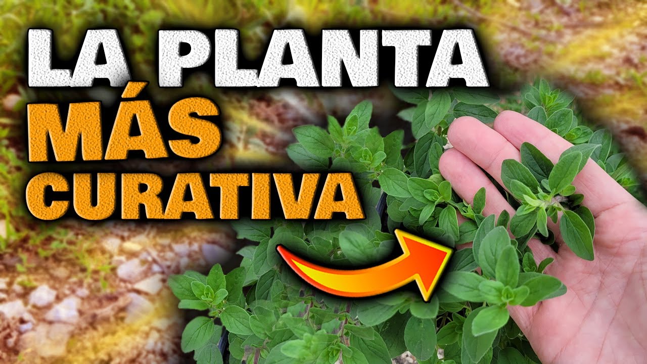 ESTO es la MEDICINA NATURAL más PODEROSA | Plantas Curativas | Infusión de Orégano para adelgazar