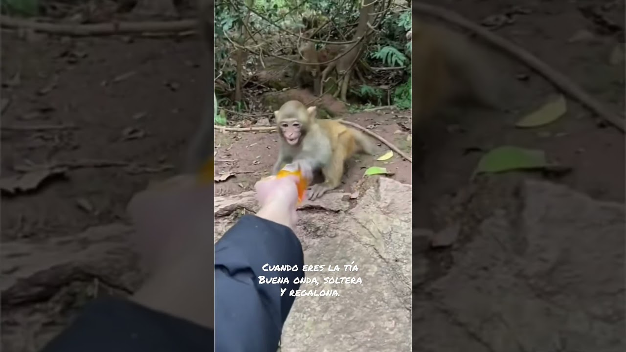 Todos tenemos una así... O eres la tía regalona....
