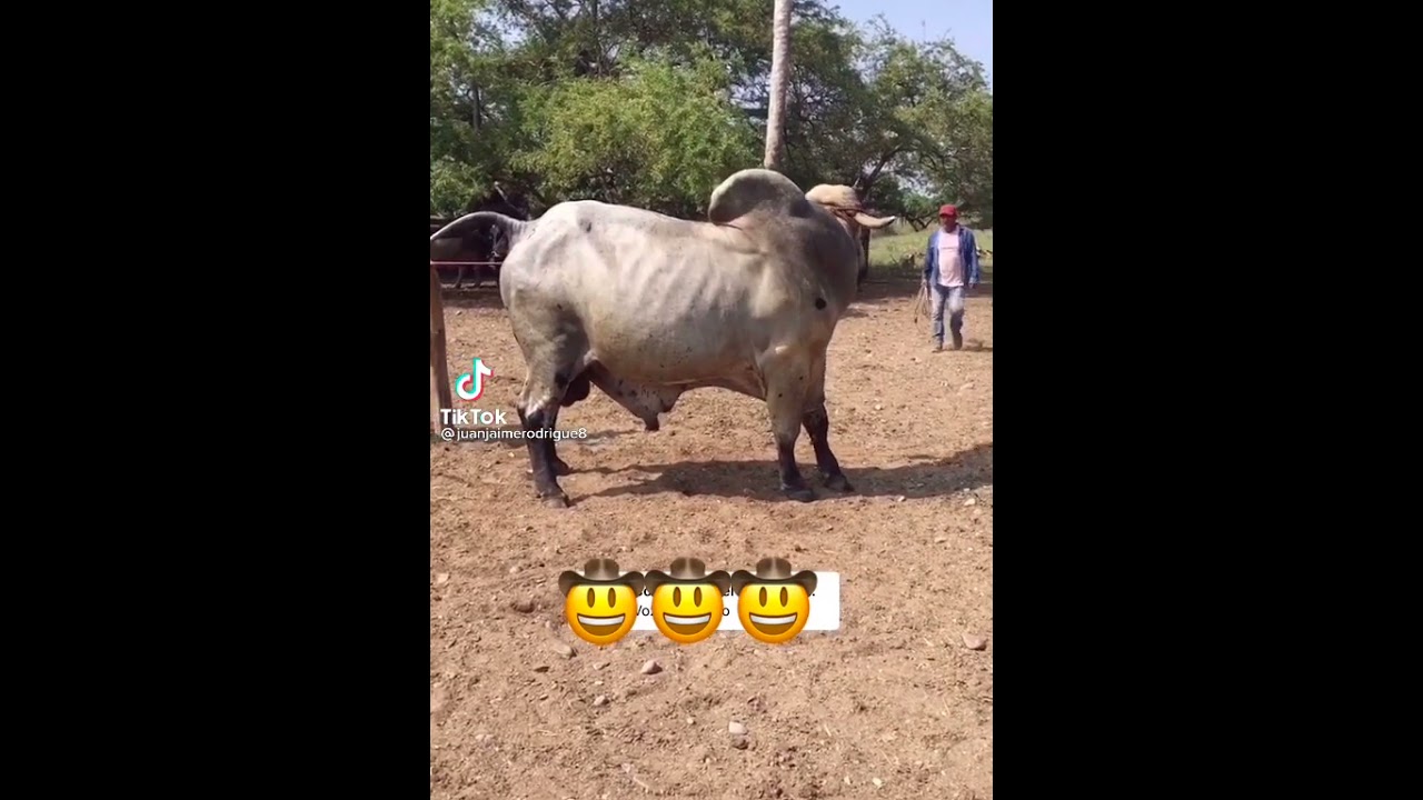 Dos carnales