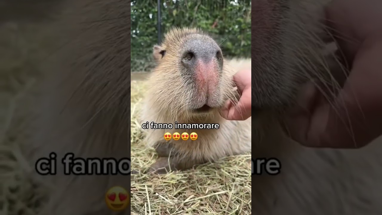 Droppo la nuova canzone dei CAPYBARA? ??? decido in base ai commenti #shortsdivertenti