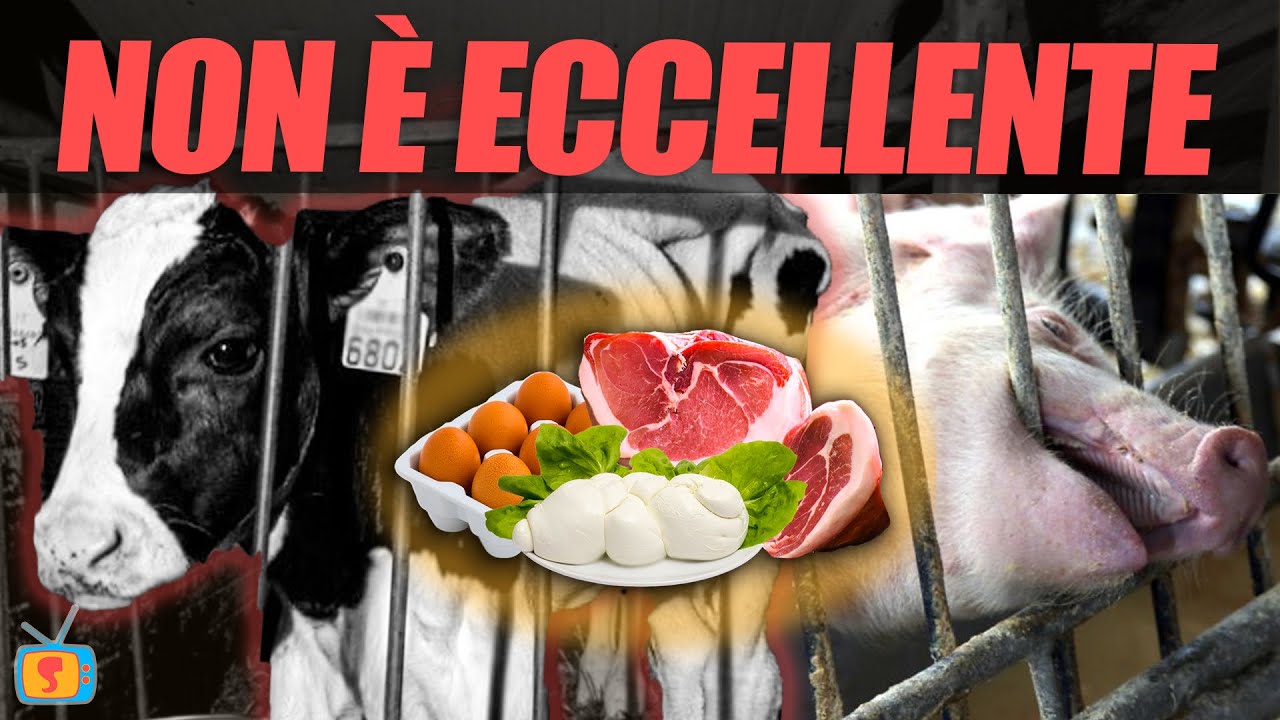 La triste realtà dietro la produzione alimentare italiana - allevamenti intensivi