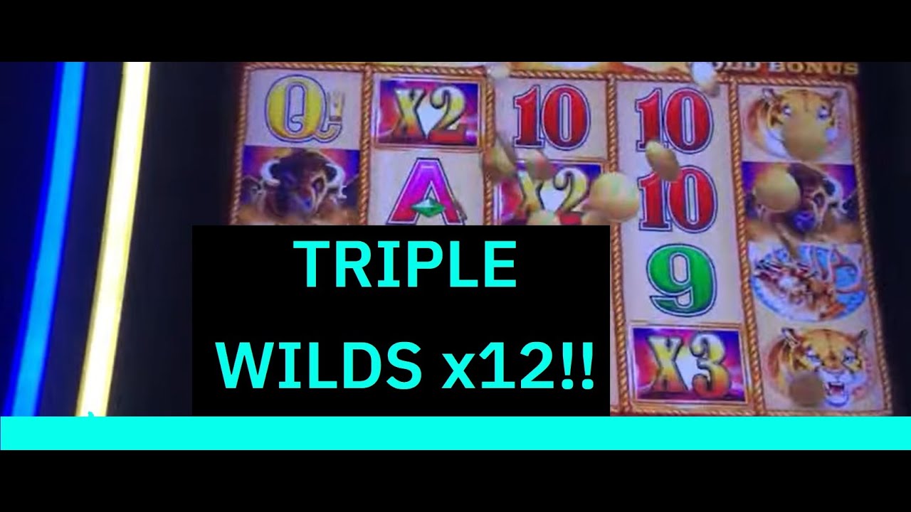 OVER a DOZEN BONUS ROUNDs at Winstar Casino on the BEST SLOT GAME EVER: Buffalo Gold Slot Machine